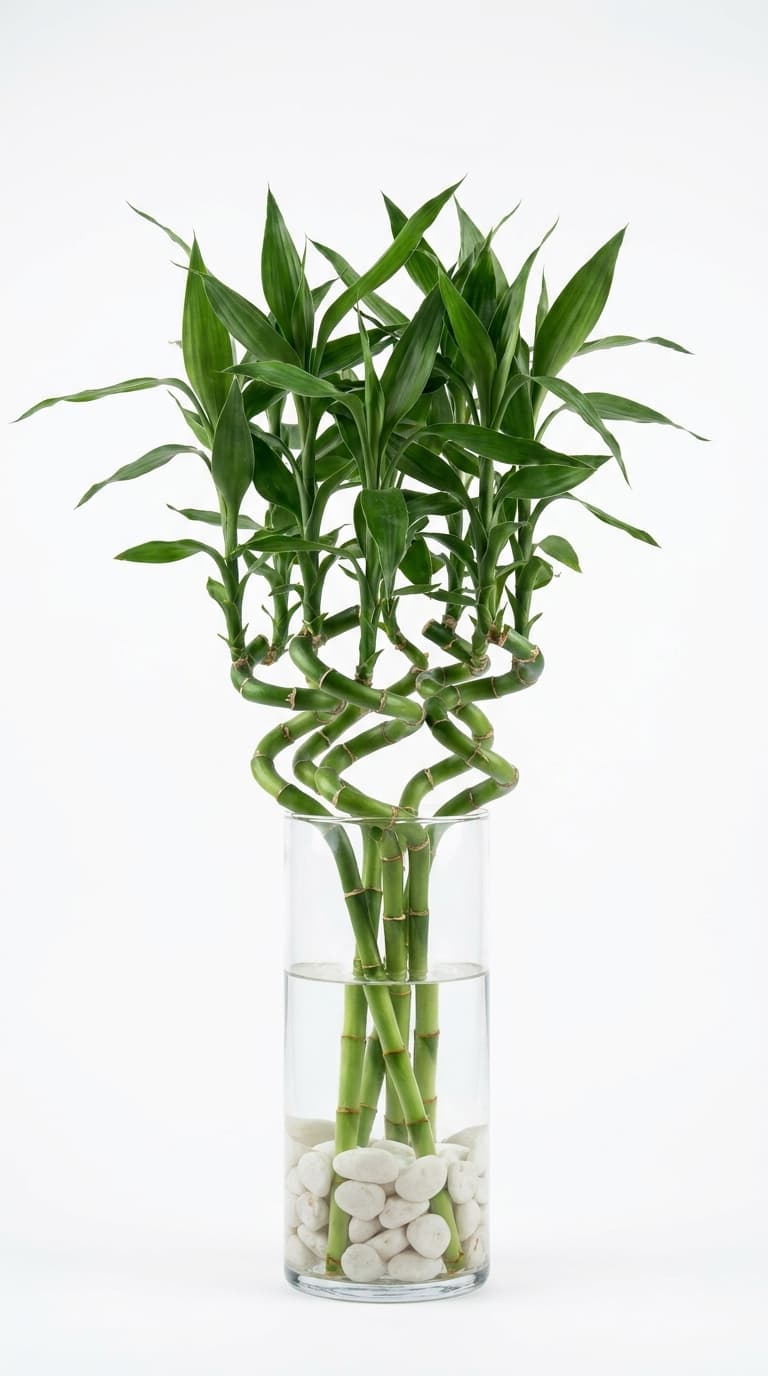 Lucky Bamboo